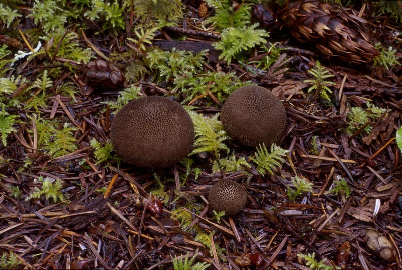 Lycoperdon nigrescens